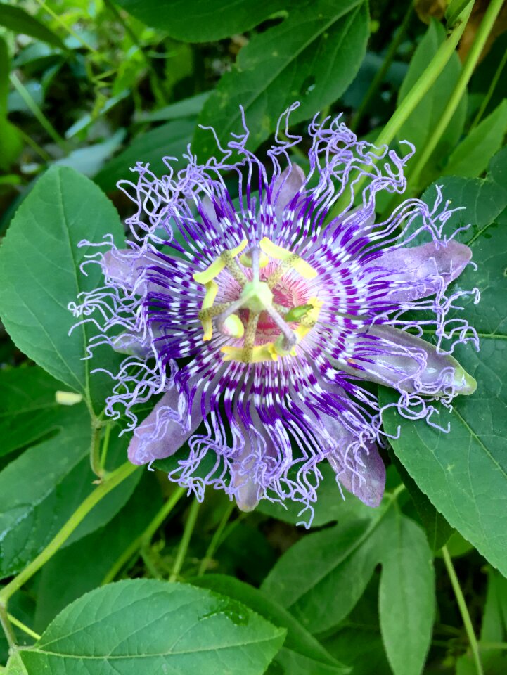 Floral blossom purple