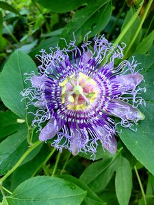 Floral blossom purple