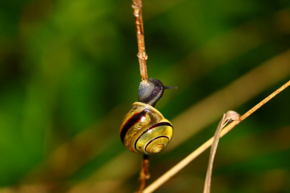 Macro nature macro photography