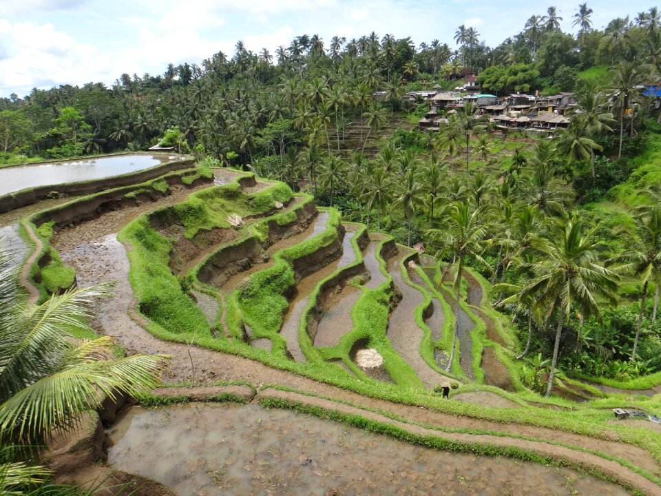 Travels race green indonesia