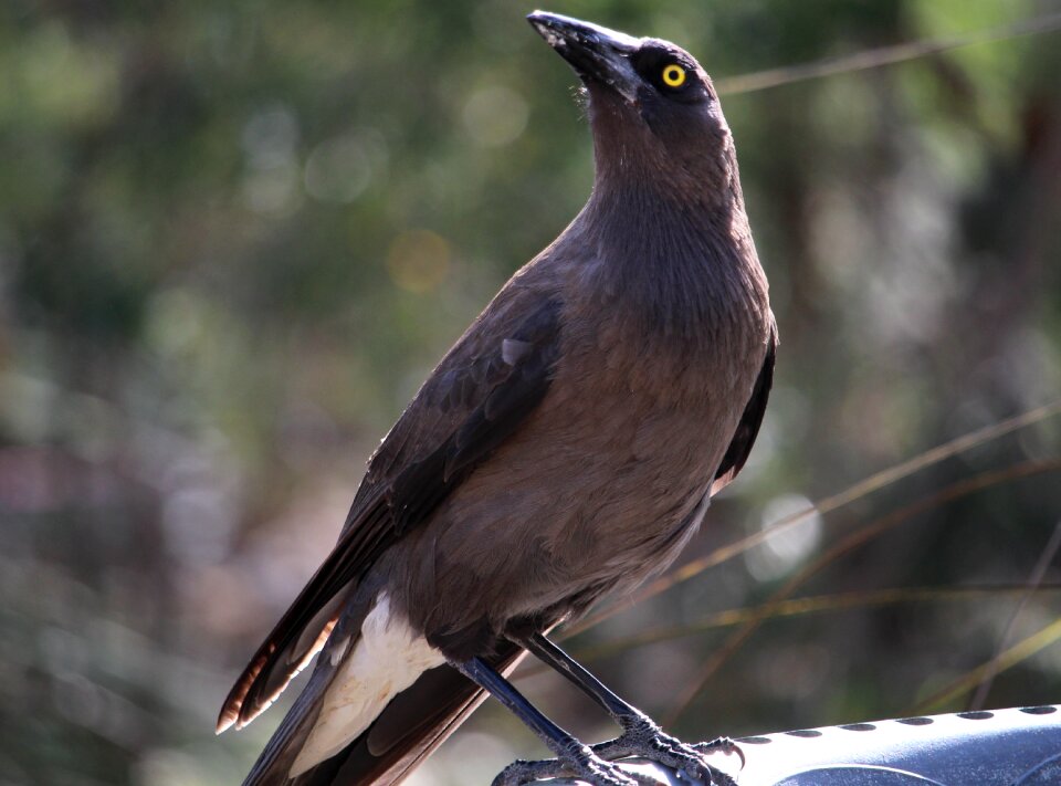 Large bird carnivorous bird strepera versicolor