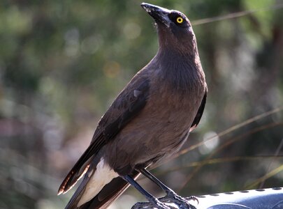 Large bird carnivorous bird strepera versicolor