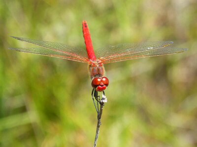 Red dragonfly branch winged insect