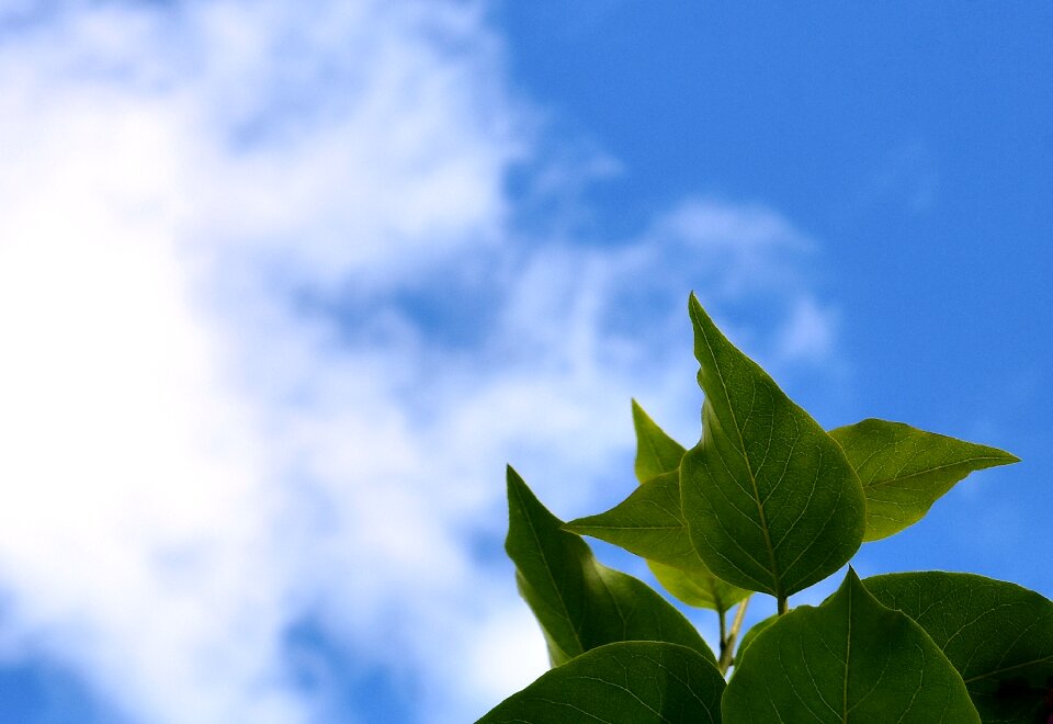 Nature blue sky plant