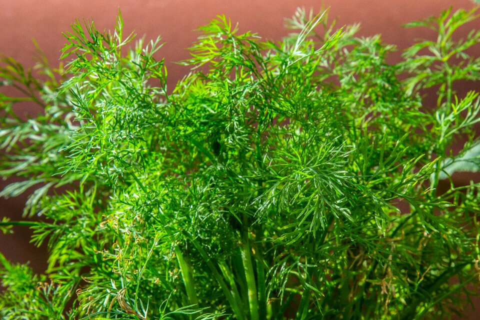 Aromatic food culinary herbs