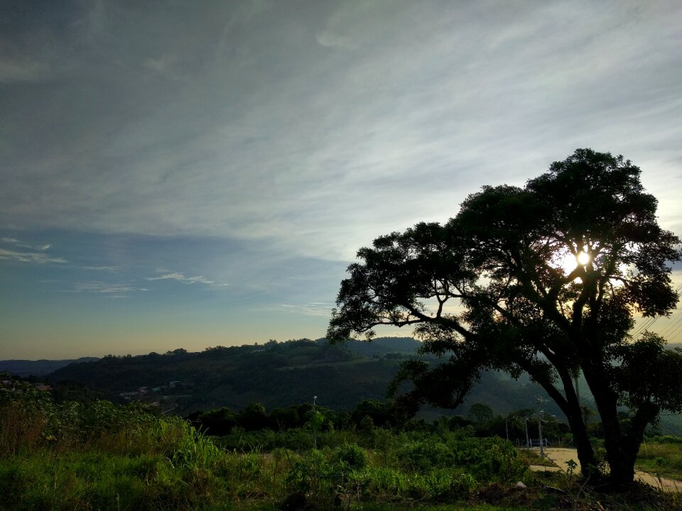 Tree twigs brazil photo