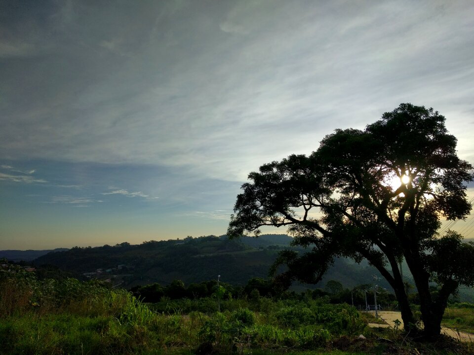 Tree twigs brazil