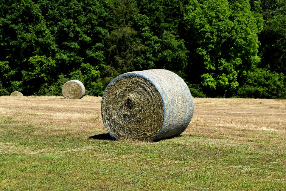 Farm straw field