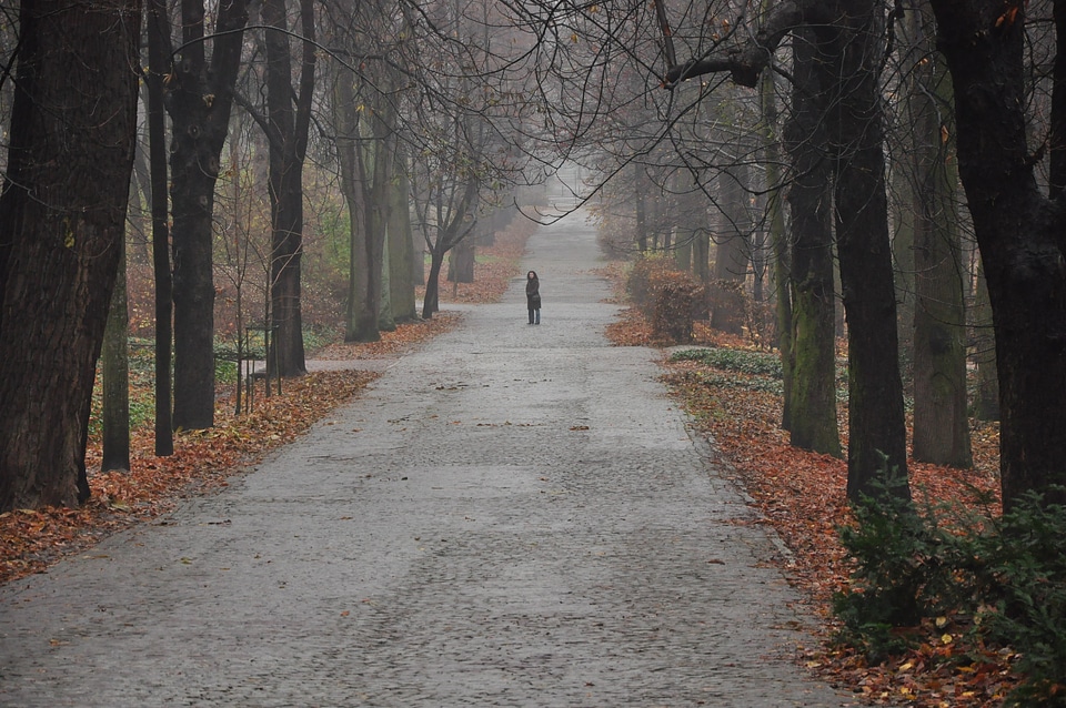 Alley autumn landscape