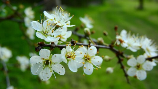 White flowers flowering shrub spring aspect photo