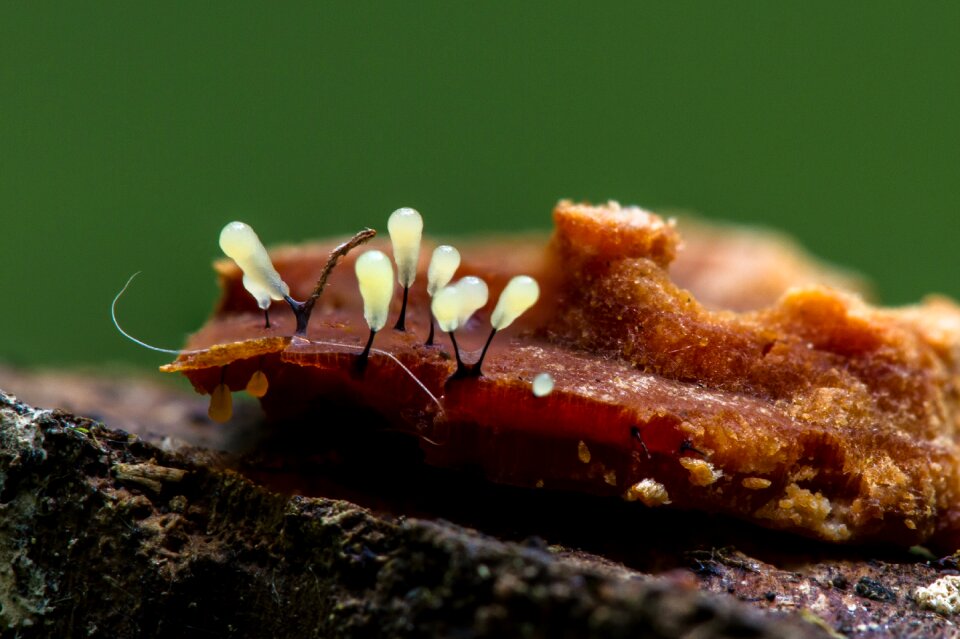 Myxomyzet keulenpilz single celled organisms