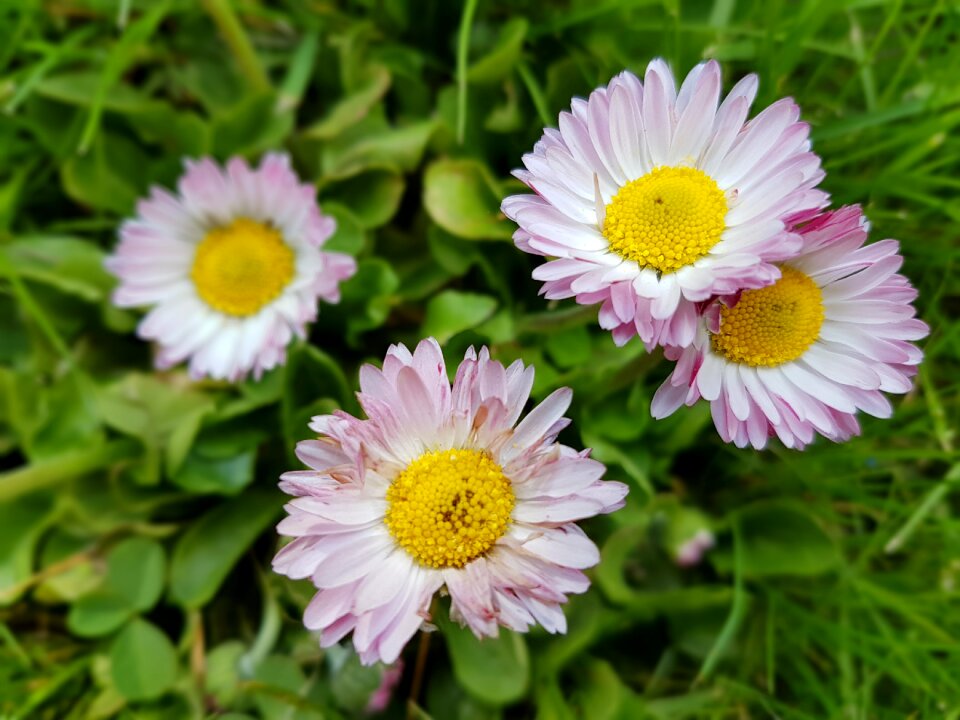 Flowers spring meadow