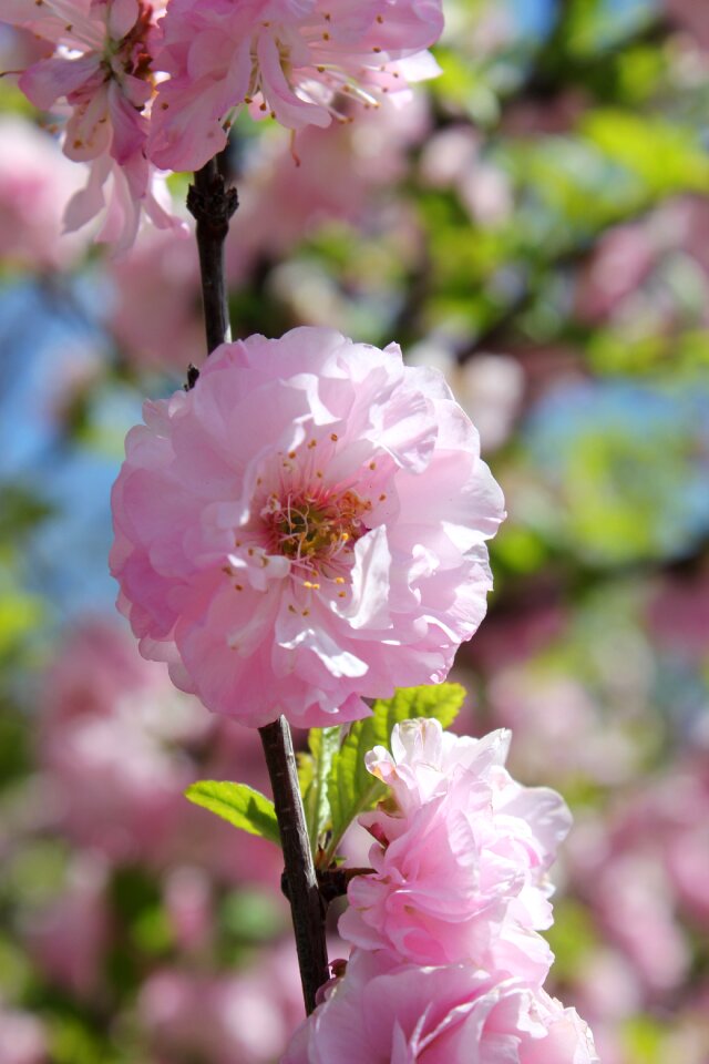 Pink flowers blossom petal photo