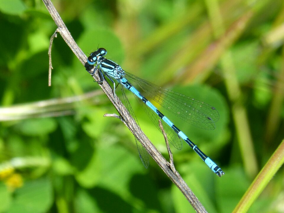 Wetland pond branch