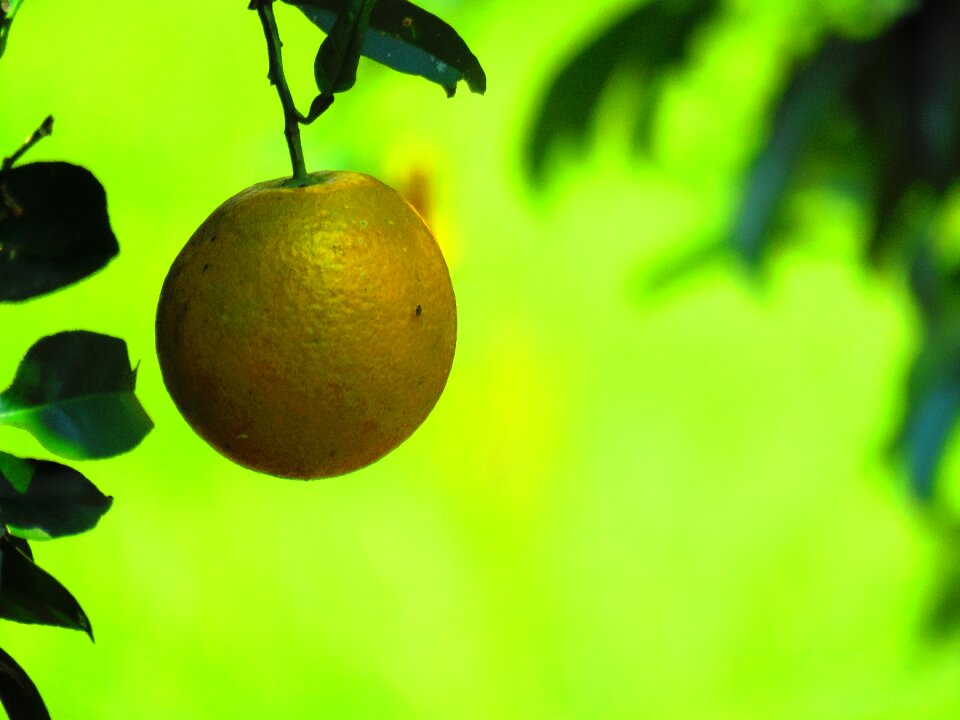 Green citrus healthy