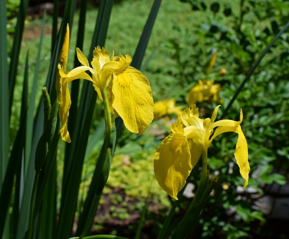 Blossom bloom plant