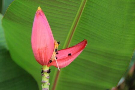 Exotic plant leaf