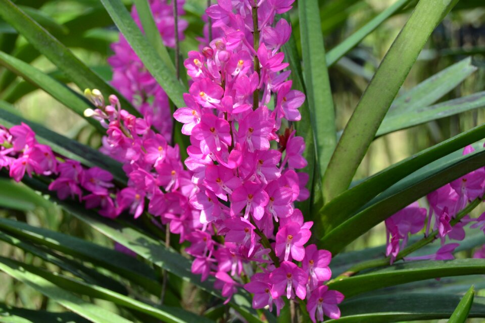 Purple purple flower green