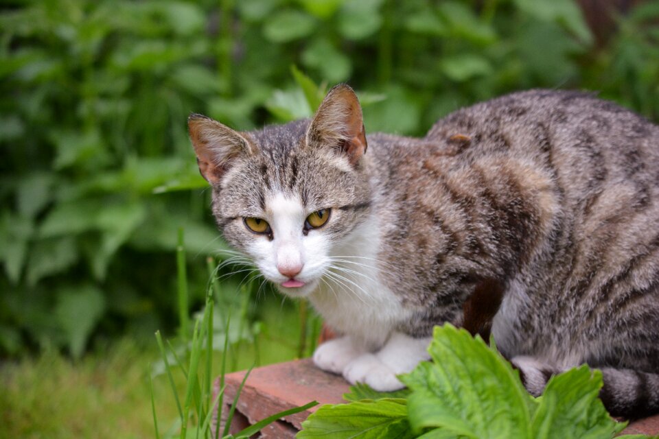 Animal nature the language of the
