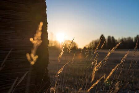 Rise spring sunny photo