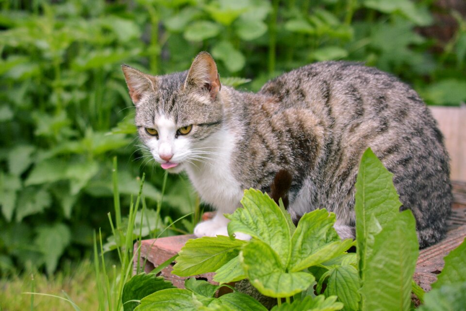 Animal nature the language of the
