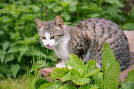 Animal nature the language of the