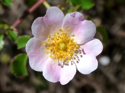 Wild flower wild rose beauty