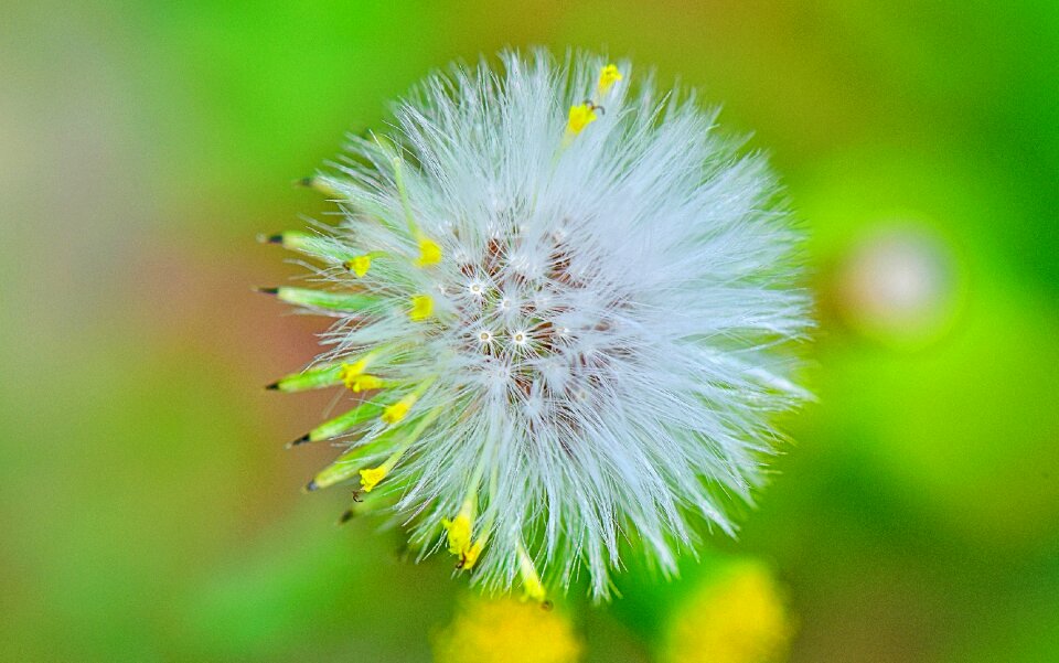 Plants garden macro