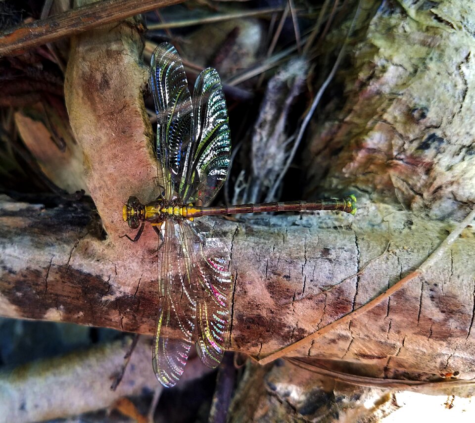 Wings creek deer creek