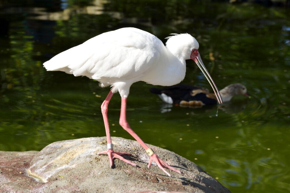 Wildlife animal nature