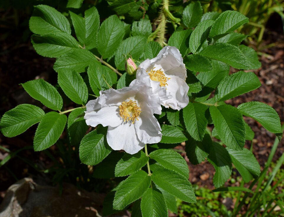 Flower blossom bloom