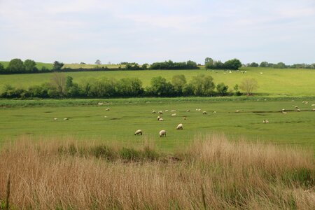 Field landscape breeding photo