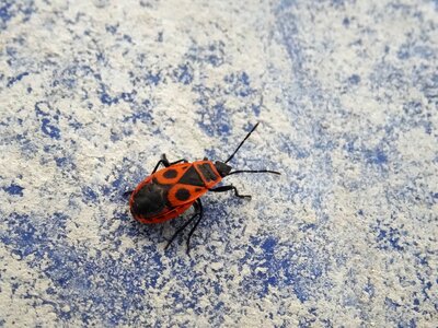 Insects winged insects pyrrhocoridae