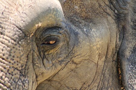 Mammal head