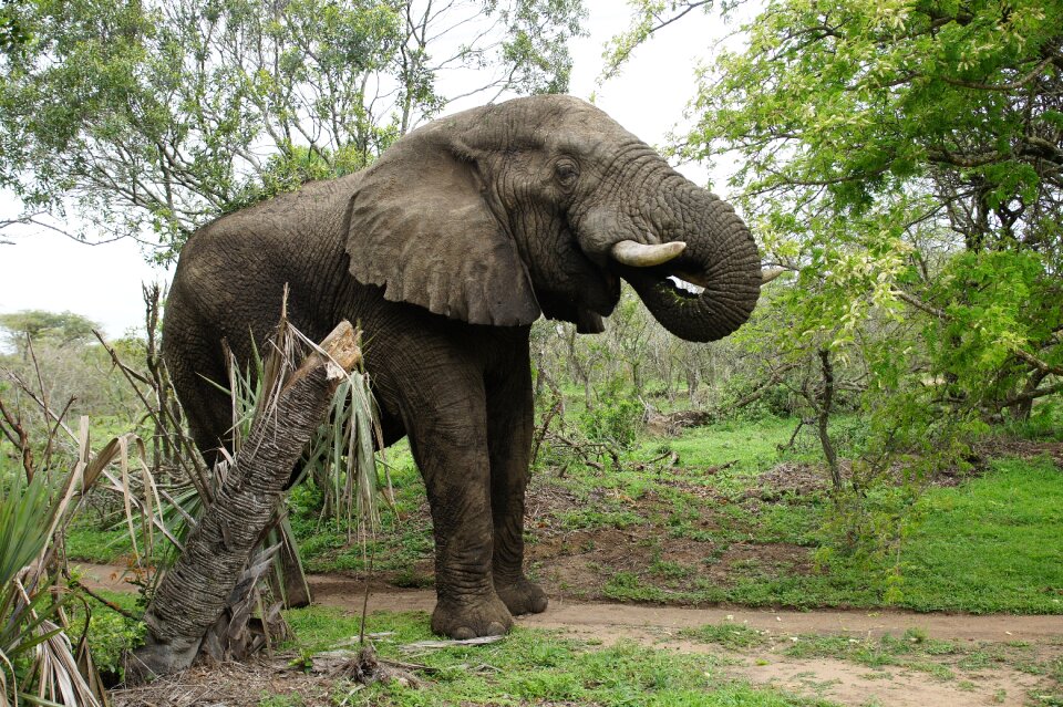 Wildlife big nature