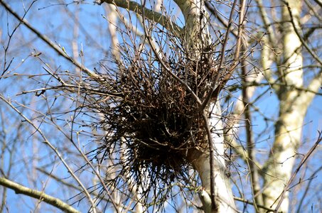 Nest magpies trees photo