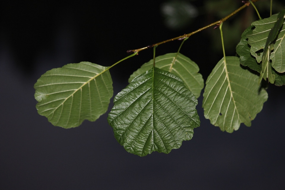 Alder night branch with leaves