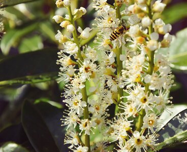 Close up nature insect photo