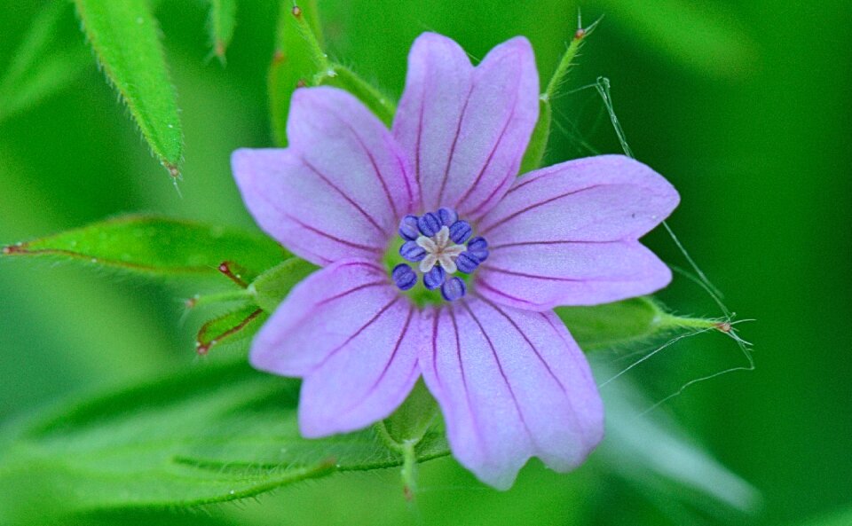 Plants garden macro