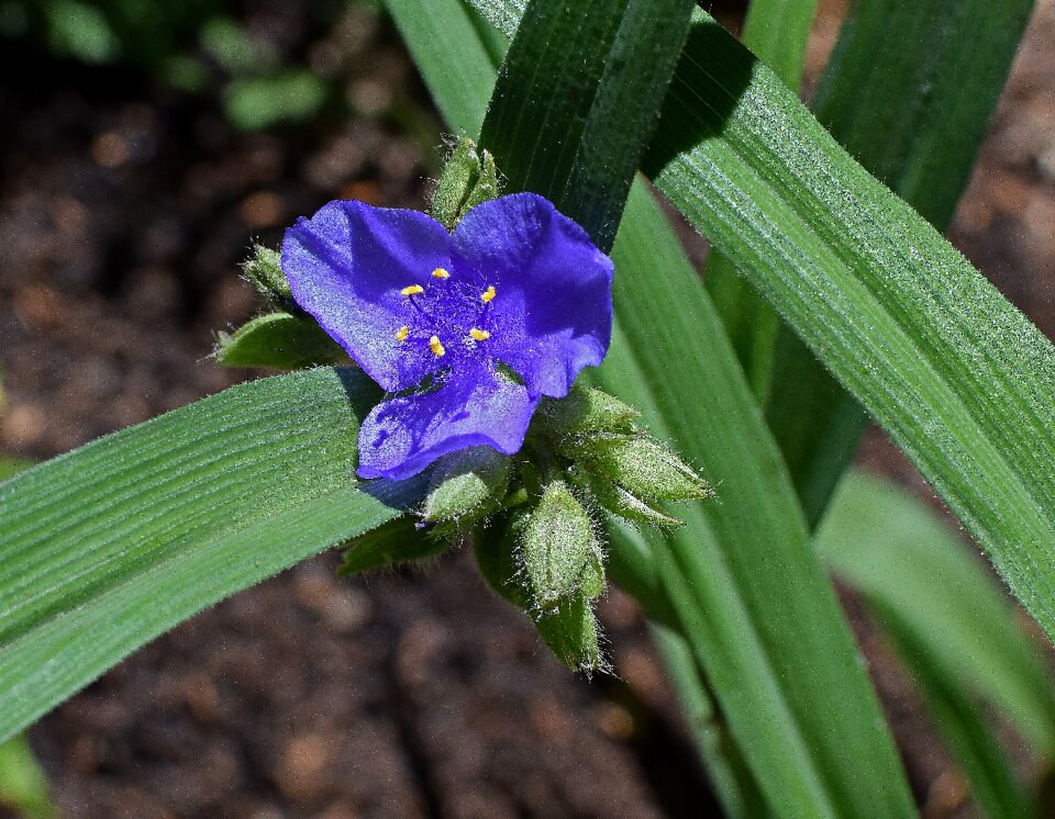 Flower blossom bloom