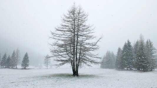 Snow meadow tree photo