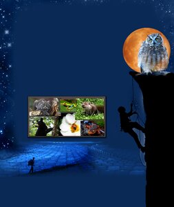 Poster template owl film