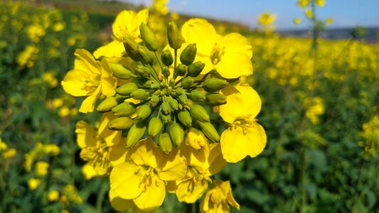 Cauliflower grassland scenery
