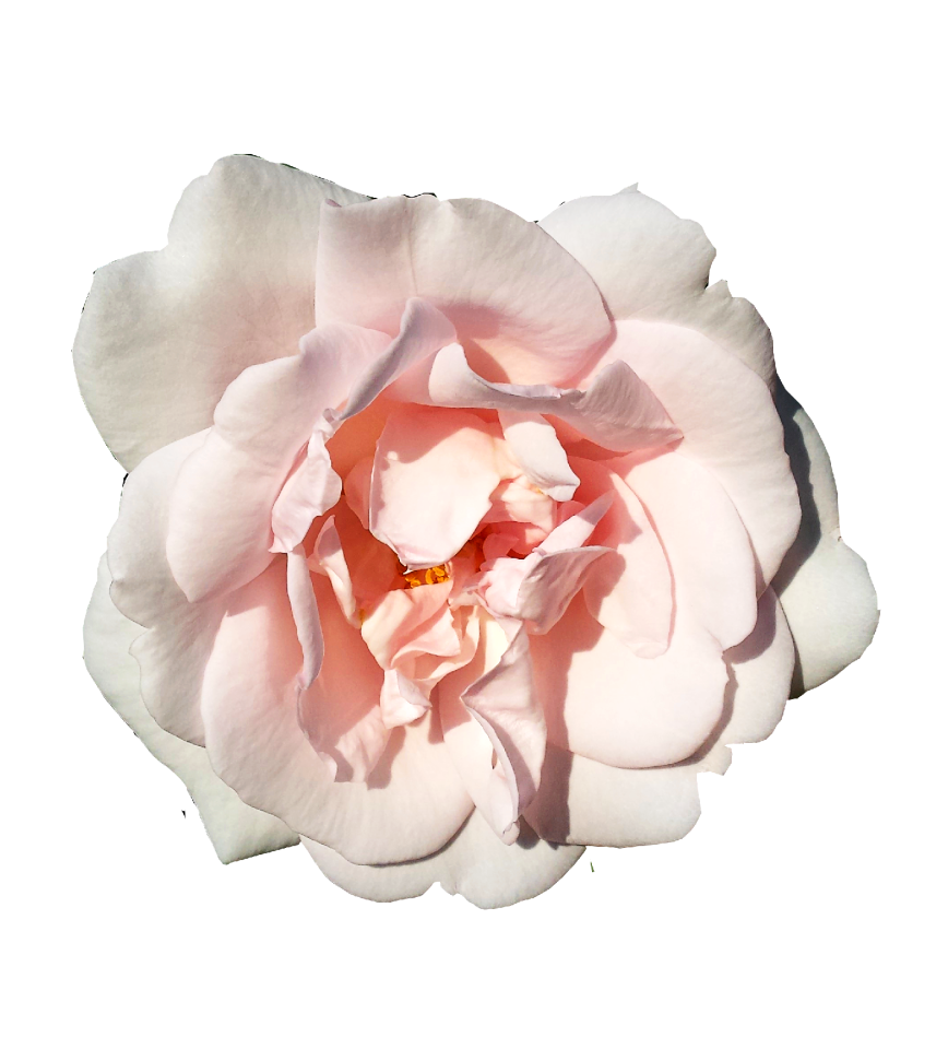 Bloom pink isolated