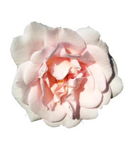 Bloom pink isolated photo