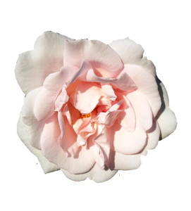Bloom pink isolated