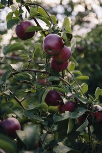 Orchard fruit nature