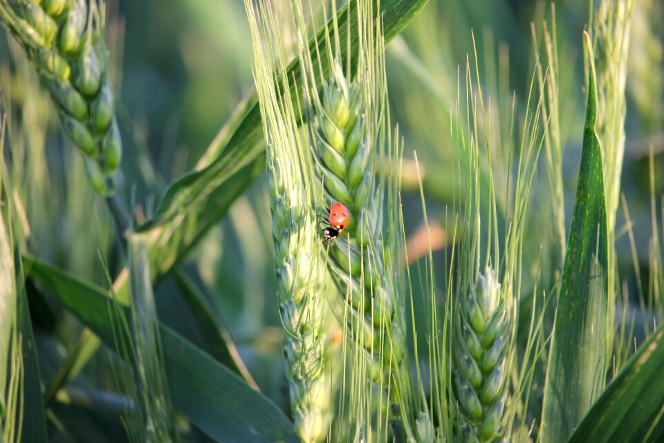 Plant cereals food