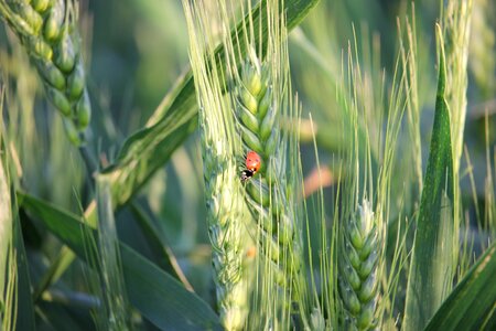 Plant cereals food