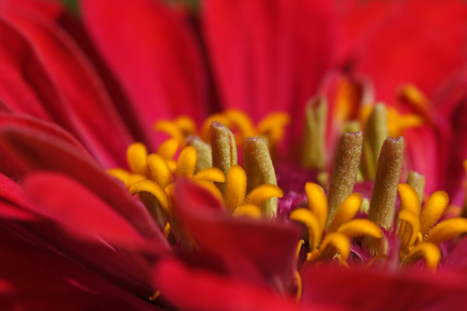 Pollen flower blossom